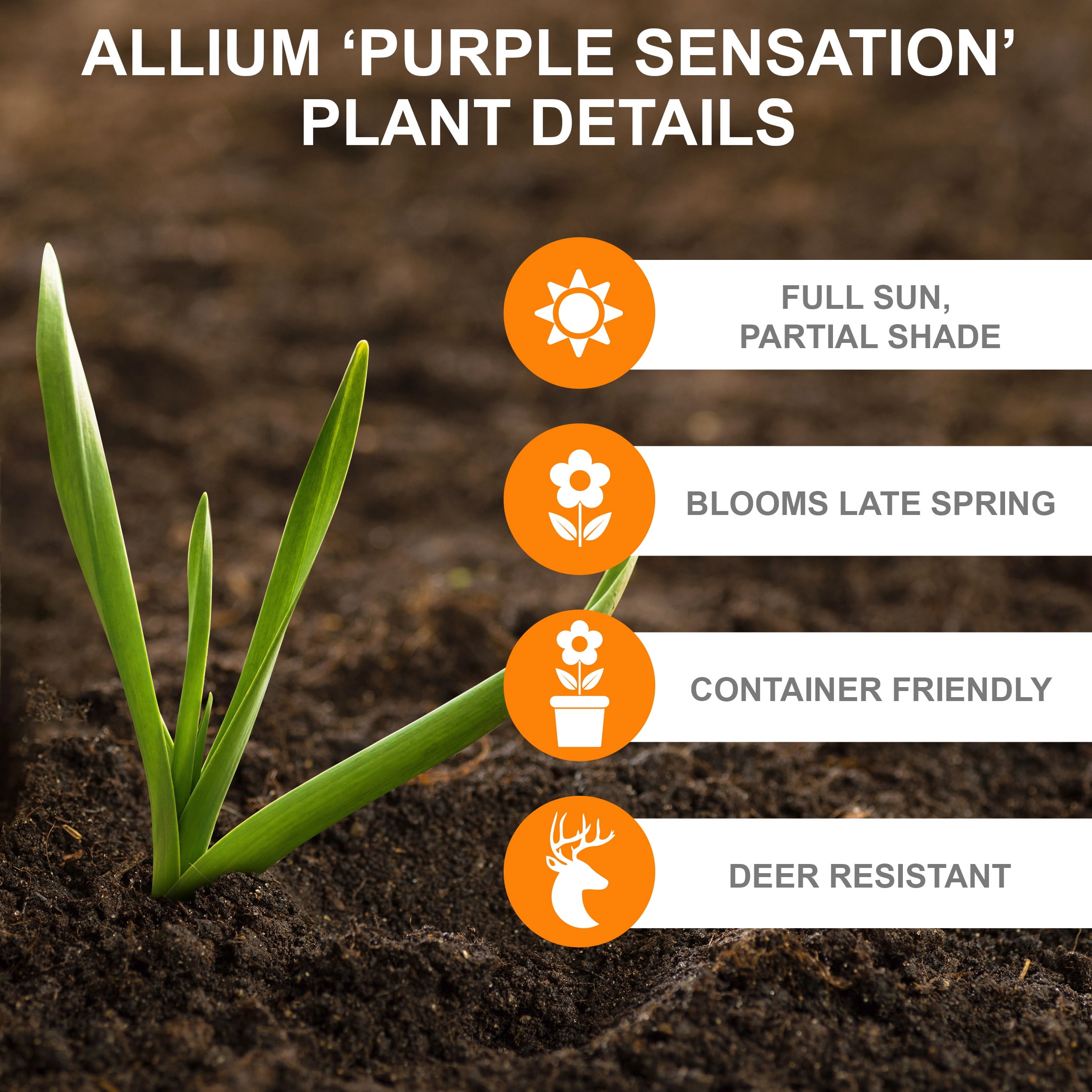 Garden State Bulb Purple Sensation Allium Flower Bulbs, 12/+ cm (Bag of 25)