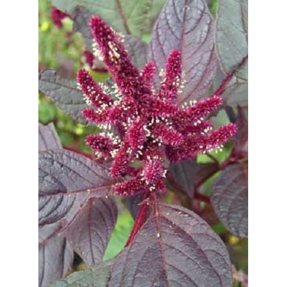 250 PRINCES FEATHER AMARANTHUS Cruentus Oeschberg Purple Red Flower Herb Seeds