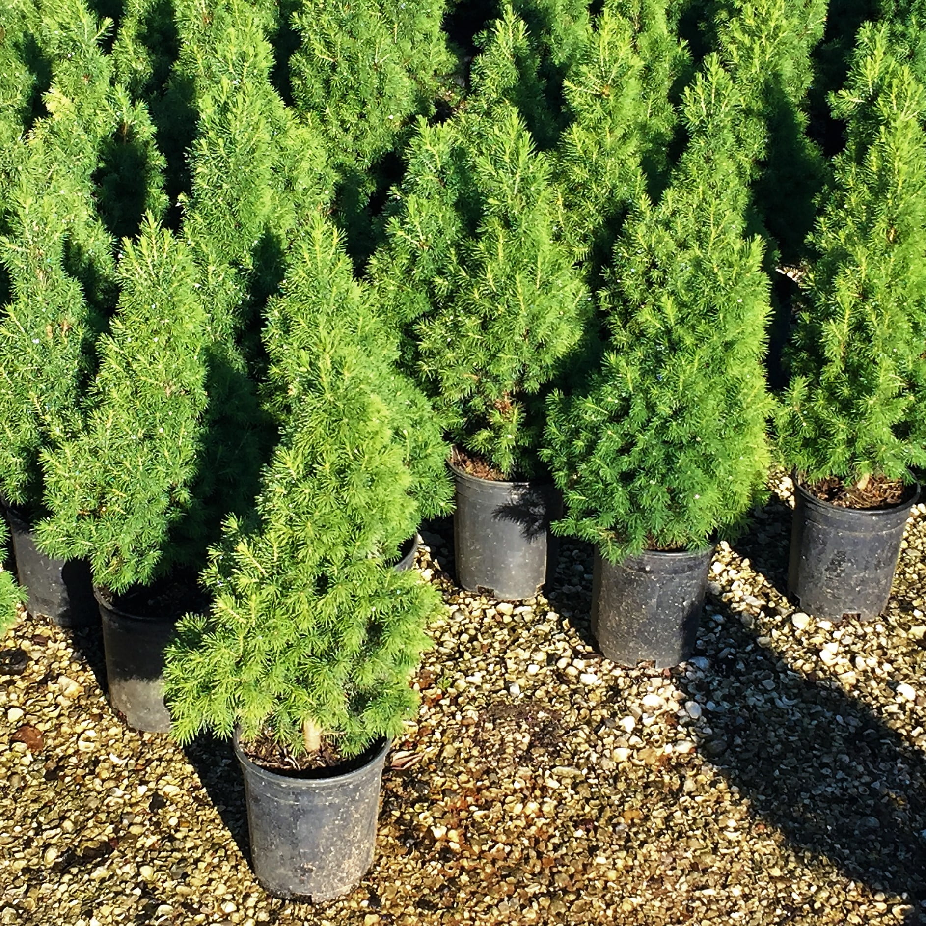 Expert Gardener Flowerwood Spruce Live Shrubs, Deer-Resistant