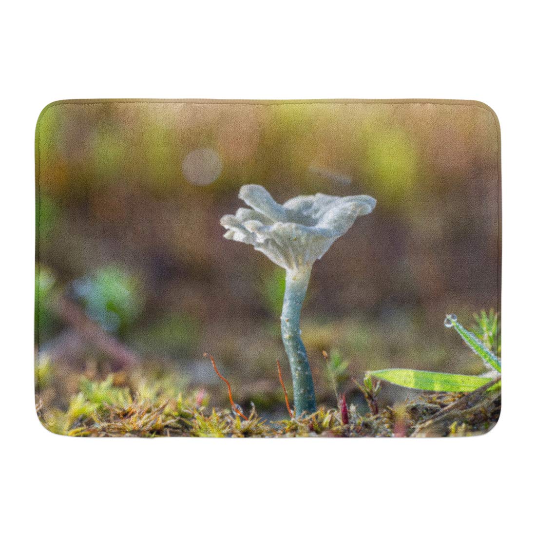 GODPOK Fungi Agaricus The Blue Green Verdigris Navel Mushroom Arrhenia