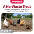 thumbnail image 4 of Hungrybird Dried Mealworms, 5lbs – High Protein Poultry Treats for All Wild Birds and Chicken Flocks, 4 of 6