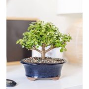 From You Flowers Deluxe Dwarf Jade Bonsai Tree