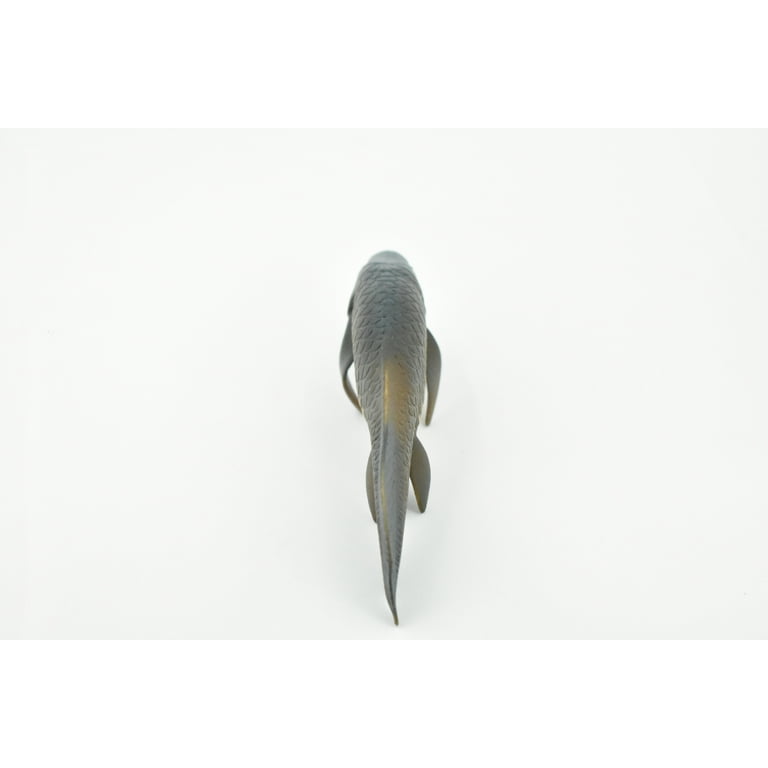 Fish, Arapaima gigas, Piraucu, Amazon, Rubber Fish, Hand Painted
