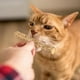 thumbnail image 5 of 5x Catnip rattan s de Natural Refrigerios Juguetes, 5 of 9