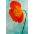thumbnail image 2 of Poinski, Dianne 17x24 Gold Ornate Wood Framed with Double Matting Museum Art Print Titled - Poppy 3, 2 of 4