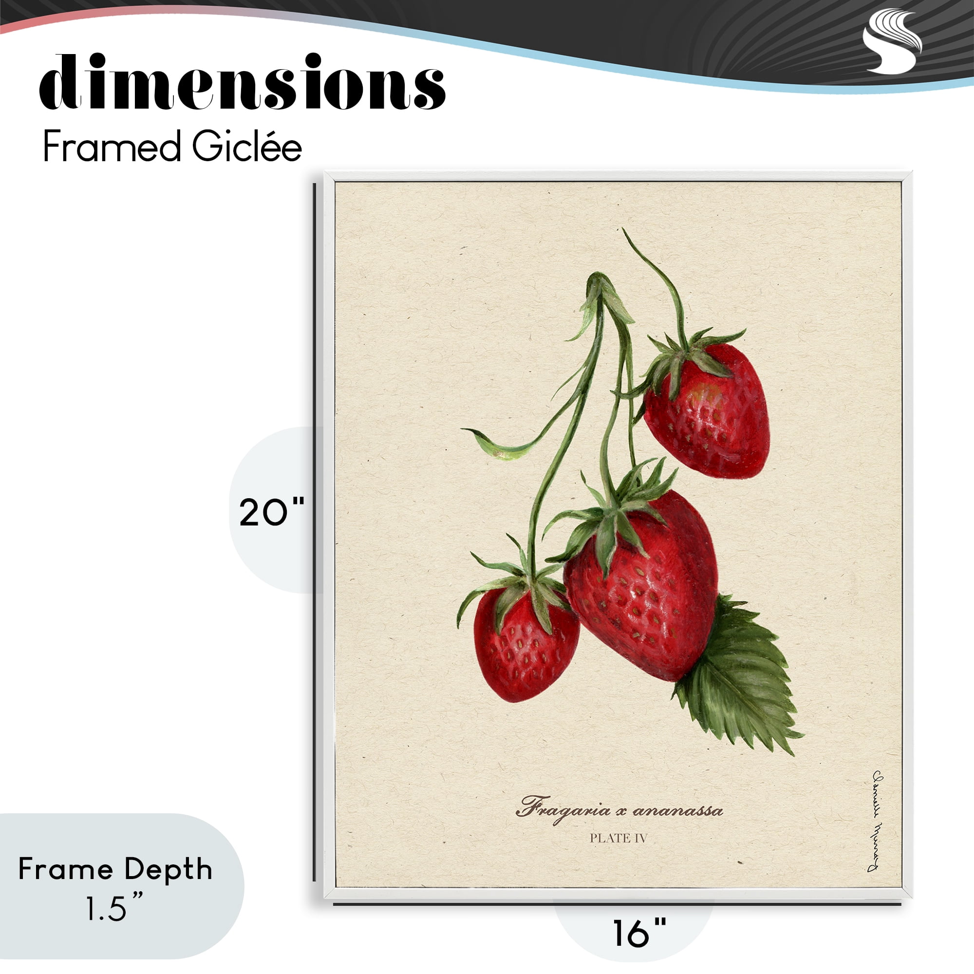 Stupell Industries Strawberry Fruit Portrait White Framed Giclee Art, design by Danielle Murray