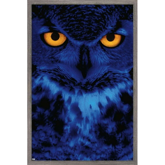 Owl - Eyes Wall Poster, 14.725" x 22.375", Framed