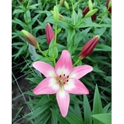 Palena Longiflorum/Asiatic Hybrid Lily - 2 Bulbs 14/16cm