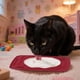 thumbnail image 5 of Comedero Lento Para Perros Almohadilla De Silicona Para Que Los Perros Laman Dispensador Para Cachorros Y Gatos Que Evita La Ansiedad Y El Desorden Seaflex Feast Mat – Comedero Lento Fomenta El, 5 of 7