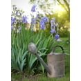 thumbnail image 5 of Expert Gardener 1PT Purple Iris Live Plant, Full Sun, 5 of 6