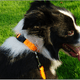 thumbnail image 5 of Collares para cachorros, collares de identificación para cachorros, suministros para el parto, collares de nailon suave y de colores con cierre de seguridad., 5 of 6