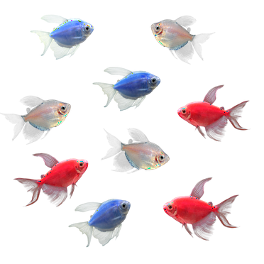 GloFish® Long-Fin White Skirt Tetra Red-White-Blue 9ct Live Fish Assortment