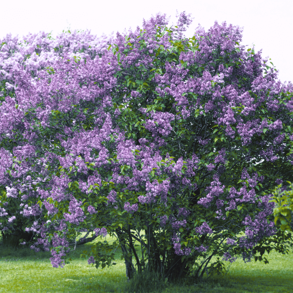 Miss Kim Lilac Flowering Shrub Live Plant in Quart Pot, Dormant Syringa Fragrant Tree, Zones 3 to 8