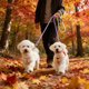 thumbnail image 4 of Correa doble para perros con mango de espuma – Correa de paseo de cuerda de nailon para dos perros, diseño de doble gancho para mascotas pequeñas y medianas., 4 of 6