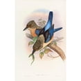 thumbnail image 3 of John Gould 11x14 Black Modern Framed Museum Art Print Titled - Mantled Kingfisher (1850-1883), 3 of 5