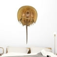 thumbnail image 1 of Californian Horseshoe Crab White Wall Decal by Wallmonkeys Peel and Stick Graphic (48 in H x 25 in W) WM170640, 1 of 4