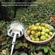 thumbnail image 2 of Matsuzay Recolector de frutas de Metal para huerta, recogedor de jardinería ajustable, granja, jardín, patio, colección Manual para Cocina y Comedor, 2 of 6