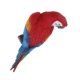 thumbnail image 5 of Adorno de resina de loro Sunnimix 31cm Look Right Red, 5 of 8