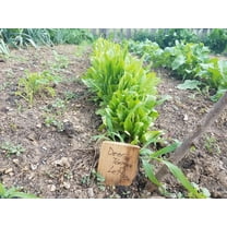 Green Deer Tongue Lettuce OG Seeds