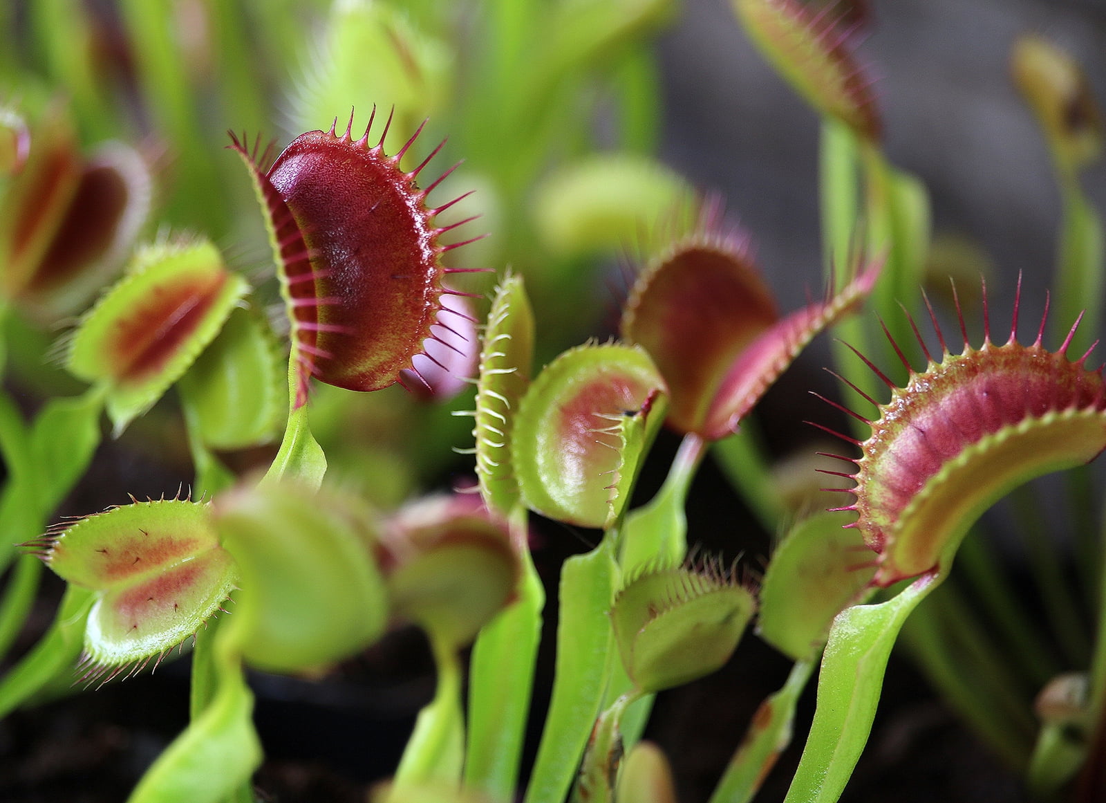 Venus Flytrap - Rocket Farms