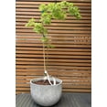 thumbnail image 5 of Grand Pot de Fleurs en Résine pour Arbres – Pot de Plante Rond Léger avec Finition Texturée en Pierre de Béton, Résistant aux Intempéries Décoratif Extérieur & Intérieur (Grande Taille - 21,7 Pouces), 5 of 5