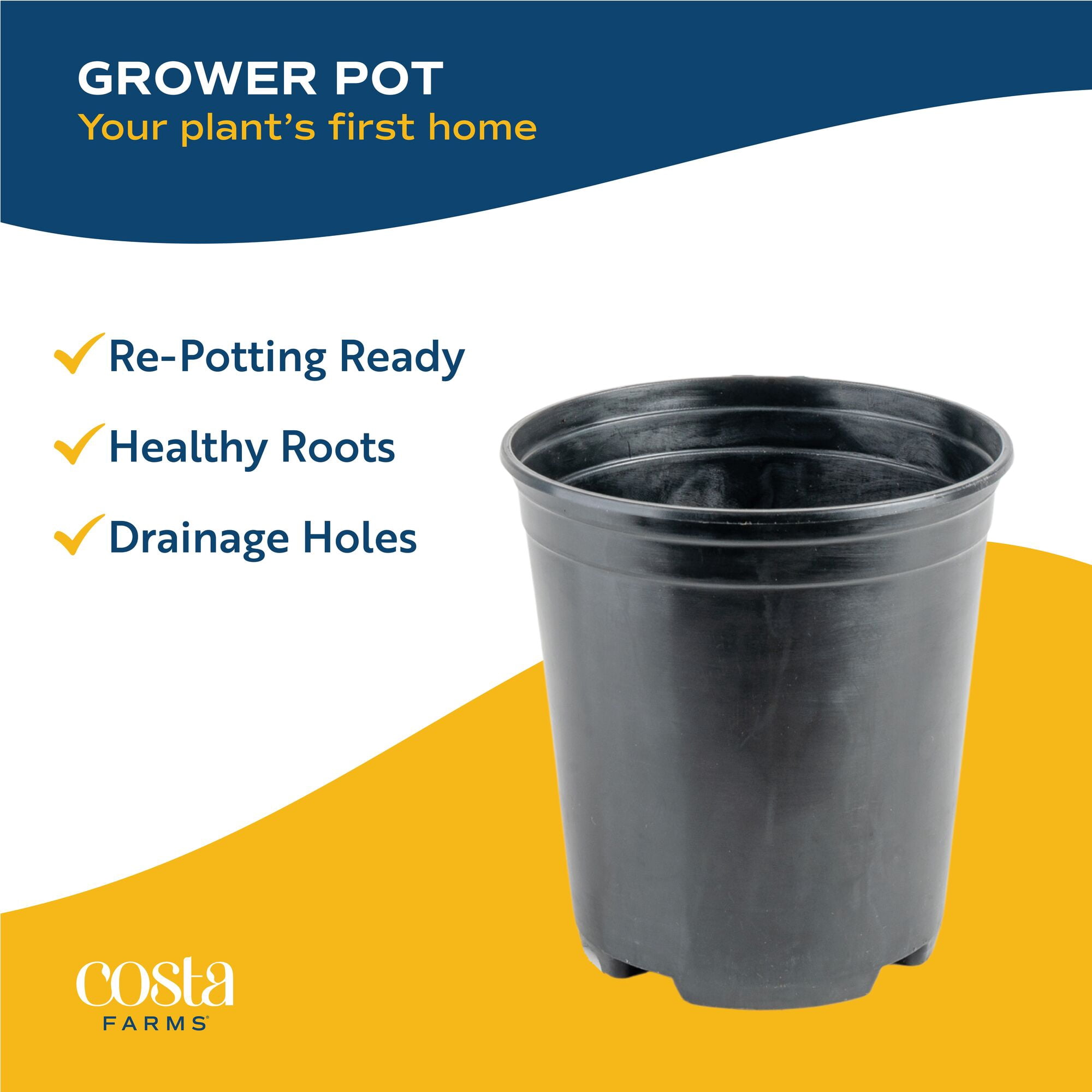 Costa Farms 12" Ficus Grower's Choice Live Plant in 5" Grower Pot