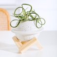 thumbnail image 1 of Florero pequeño Perfecl Adornos de Cerámica y madera blanco 12 cm x 12,5 cm, 1 of 7