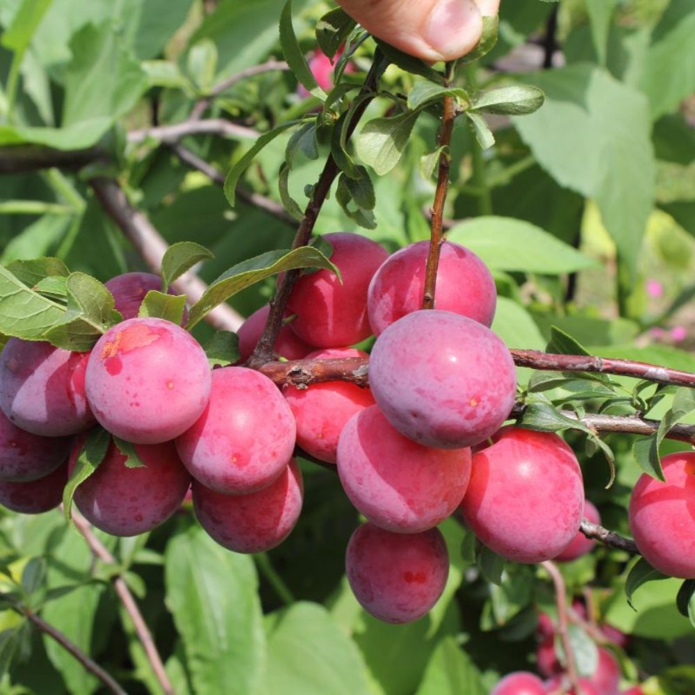 Expert Gardener 3-4 ft. tall Ruby Sweet Plum Live Tree in 7- Gallon Grower Pot