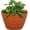 Terracotta, variant on 12 Inch Wall Planter with Self-Watering Grid – Indoor & Outdoor Use, BPA-Free, UV-Resistant, Perfect for Flowers, Vegetables, and Herbs – Terracotta