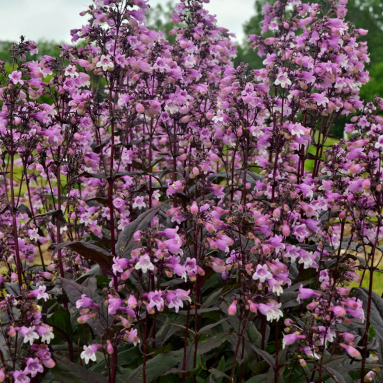 Proven Winners 6" Purple 'Midnight Masquerade' Beardtongue Live Plant in 7.5" Pot