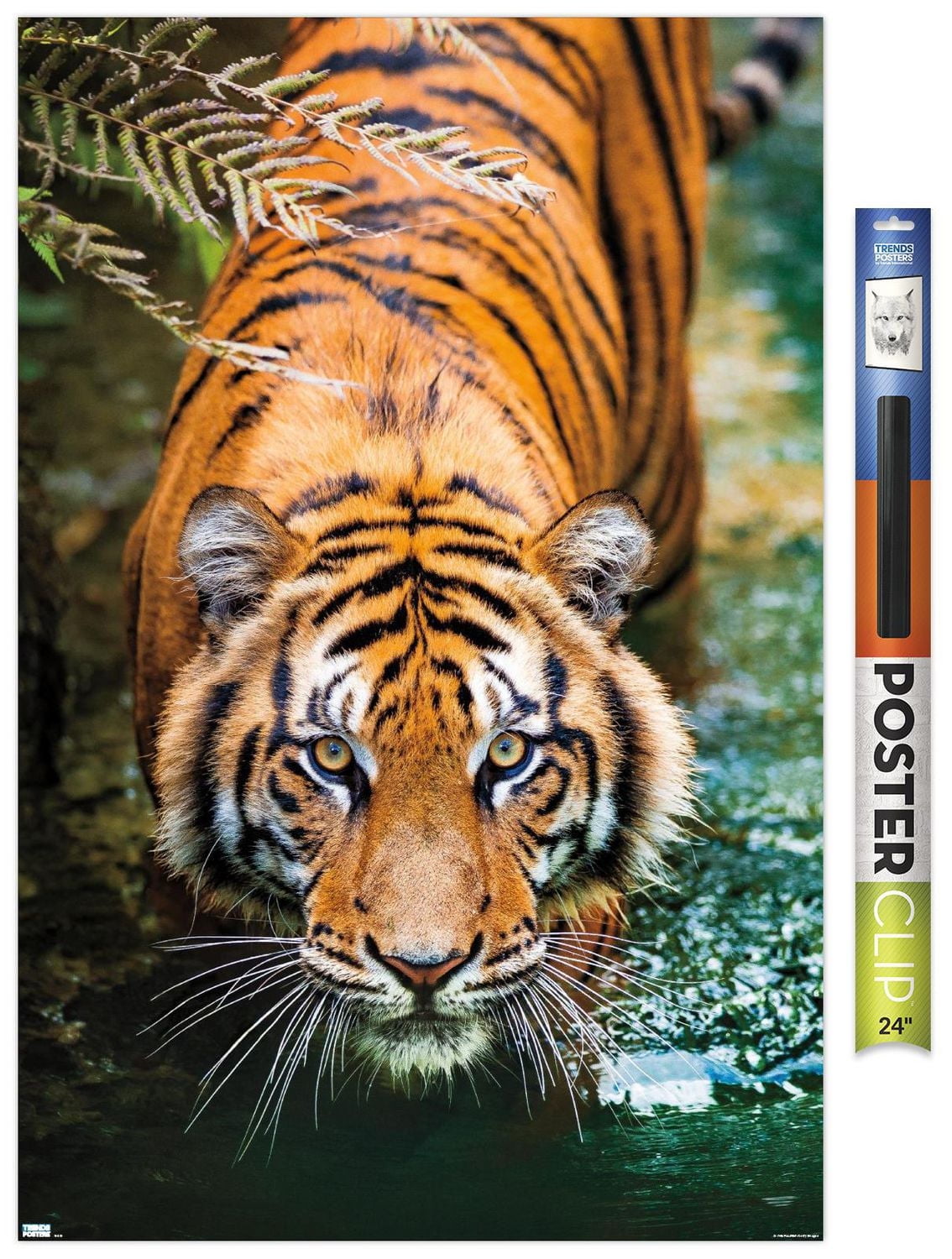 Tiger - Water Wall Poster