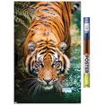 thumbnail image 1 of Tigre - Eau, 1 of 4