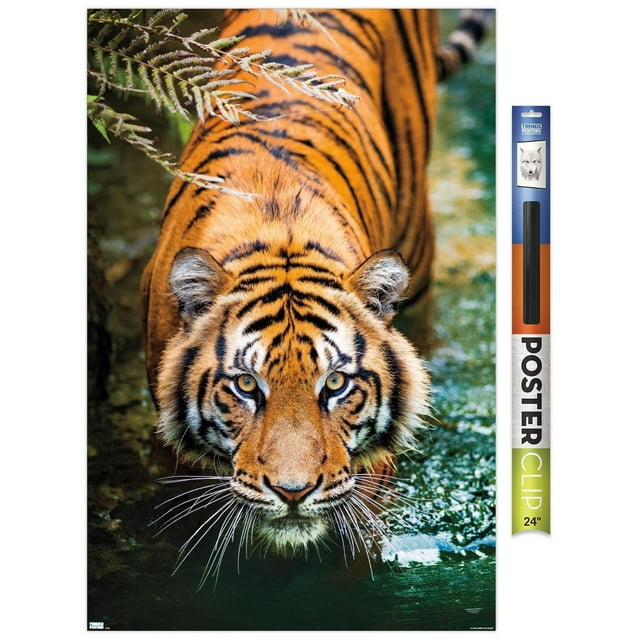 Tigre - Eau