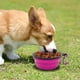 thumbnail image 2 of Cuenco plegable para perros, paquete de 2 cuencos de agua plegables para perros para gatos y perros,y estacionar 1000 ml (verde + morado) brillar Hogar, 2 of 6