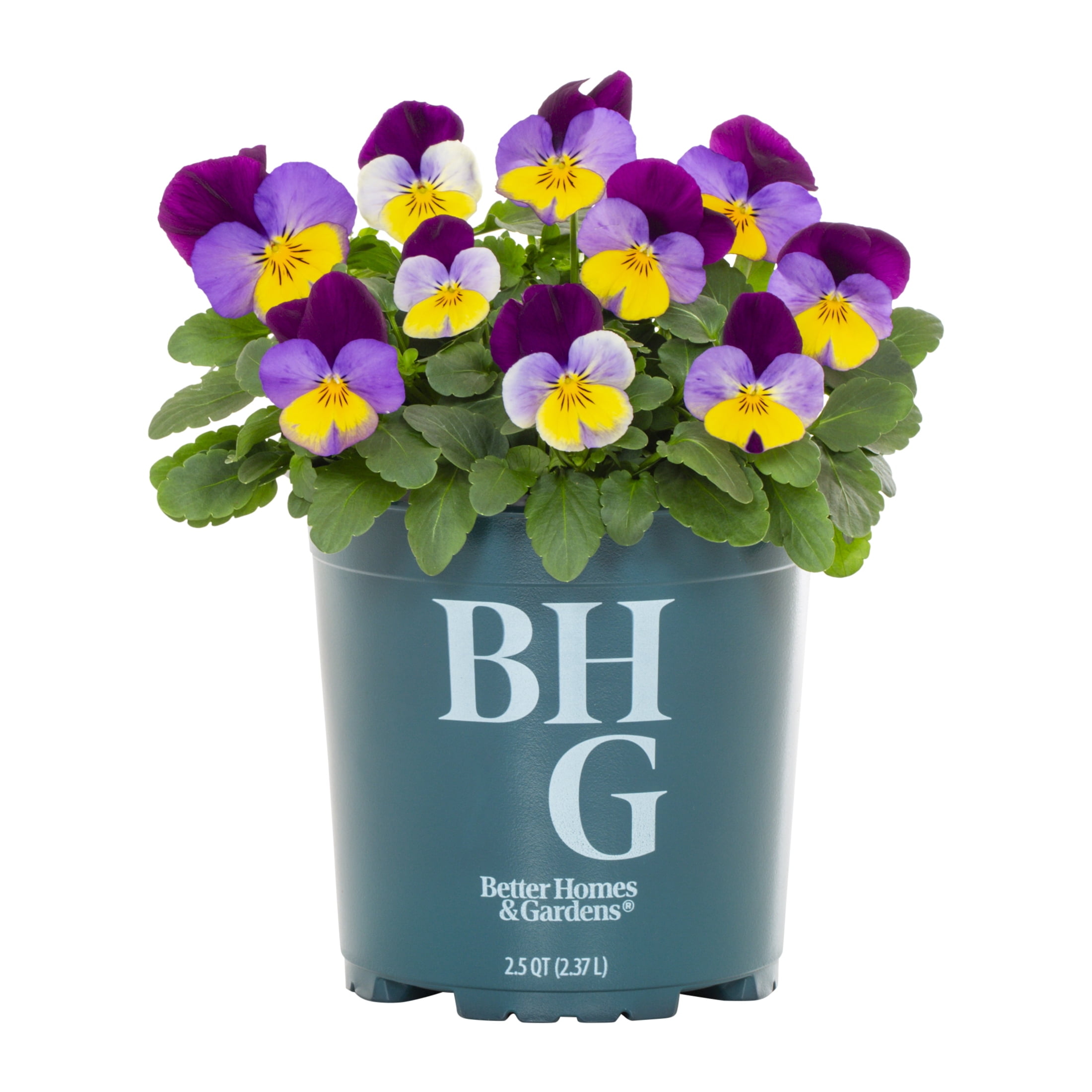 Better Homes & Gardens 2QT Purple Yellow Pansy Live Annual Plant Sun 3-Pack