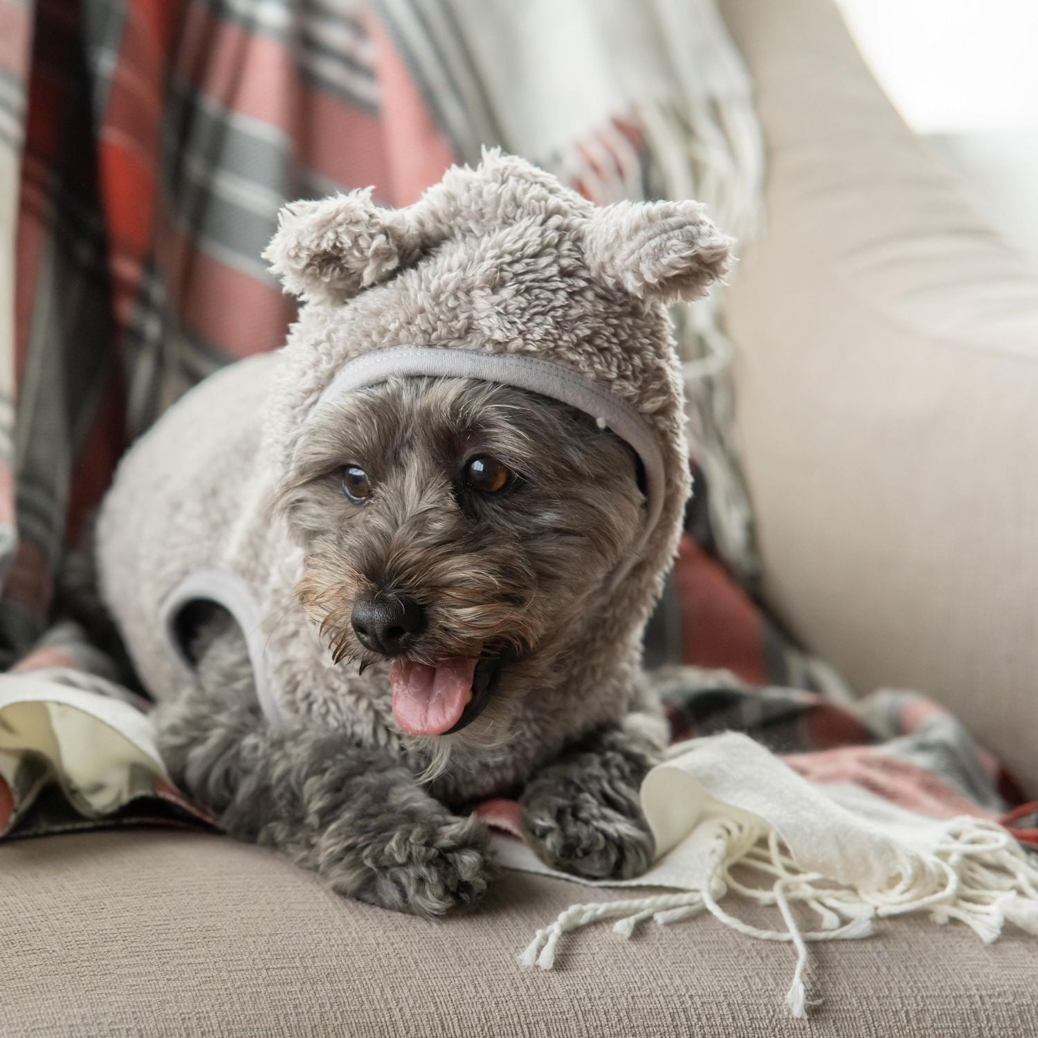 Vibrant Life Grey Fuzzy Hoodie Bear Ear - Sweat à capuche pour chien et chat