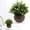 B, variant on Artificial Eucalyptus Topiary Plant, Faux Cream White Greenery in Dark Gray Pot, Mini Table Fake Plant for Home, Office, Desk Decoration, Centerpiece and Gift
