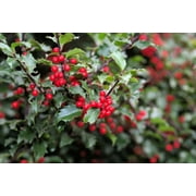 40 ENGLISH HOLLY Ilex Aquifolium aka European Common or Christmas Holly Evergreen Tree Shrub Berry Seeds