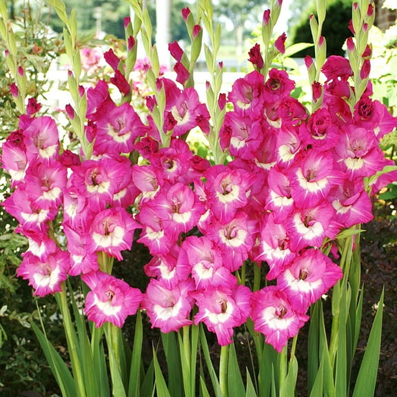 Rhapsody in Blue Gladiolus Flower Bulbs - 10 Bulbs per Pack - Attracts Butterflies and Hummingbirds - Deer Resistant - Good as Cut Flowers - Grows Well In Containers - Easy to Grow Live Garden