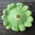 thumbnail image 6 of TomorrowSeeds - Benning's Green Tint Patty Pan (Bush Scallop Squash) Seeds - 40+ Count, 6 of 11