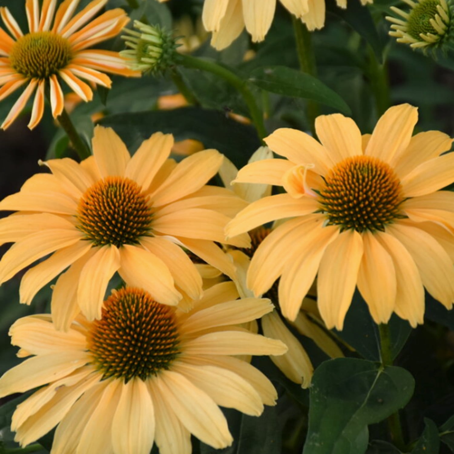 Proven Winners 6" Orange Color Coded 'One in a Melon' Coneflower Live Plant in 7.5" Pot