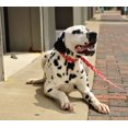 thumbnail image 3 of Pet Attire by Coastal Large 18-26" Red Bones Adjustable Dog Collar, 3 of 4