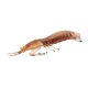 thumbnail image 5 of Modelo de animal marino Hugo Figuras Marinas, 5 of 9