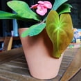 thumbnail image 3 of maceta cono liso, 3 of 3