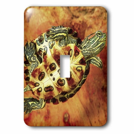 Slider Switch - 3dRose Red Ear Slider turtle Hatchling - NA02 DNO0535 - David Northcott, Double Toggle Switch