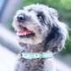 thumbnail image 3 of Collar para perros de cuero artificial azul claro con hebilla de metal de bronce para mascotas pequeñas y medianas, correa para el cuello, talla L, 3 of 8