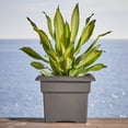 thumbnail image 2 of Bloem Veranda 18" Plastic Square Planter Box - UV-Resistant, Indoor/Outdoor, Peppercorn, 2-Pack, 2 of 6