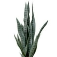 thumbnail image 3 of Northlight Real Touch™️ Artificial Two Tone Potted Snake Plant - 29", 3 of 9