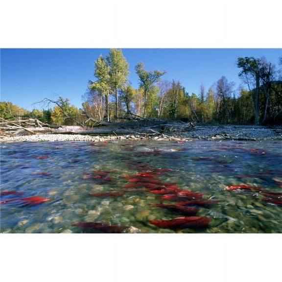 Spawning Sockeye Salmon Adams River British Columbia Poster Print - 18 x 11