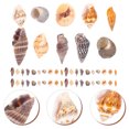 thumbnail image 5 of FELTECHELECTR 1 caja de conchas marinas decorativas en miniatura, conchas marinas naturales, manualidades DIY, decoraciones de conchas marinas en miniatura, 5 of 5